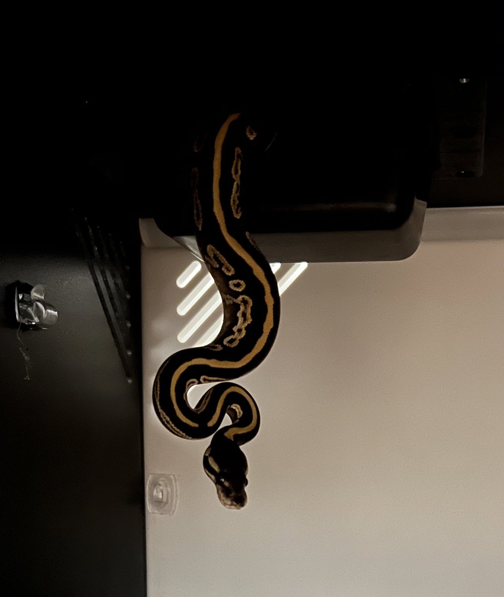 HazelrigCorinna's tweet image. Lina is actually a bat python, not a ball python. Joke credits to @zoowes #python #Pythonregius
