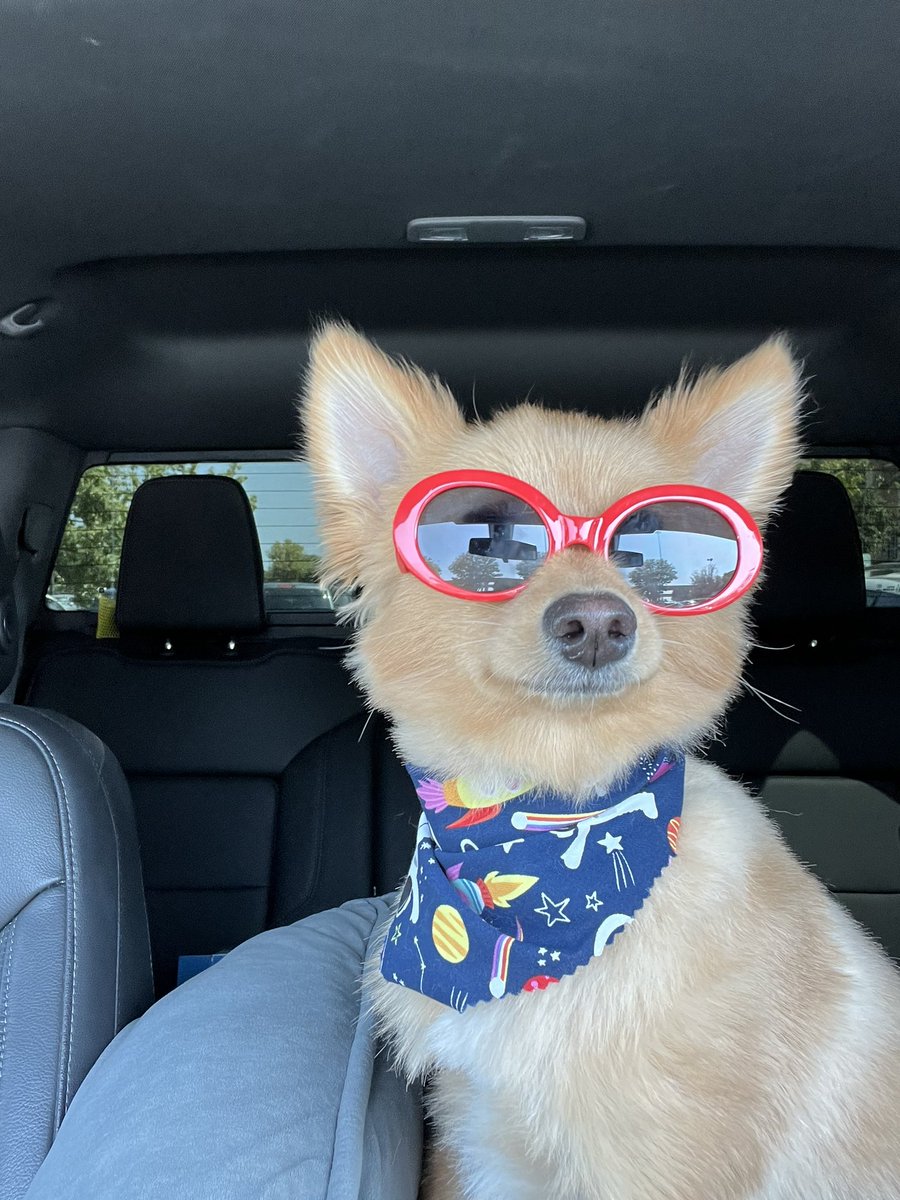 mon00ic's tweet photo. @TheEricBland Howie likes to wear his shades also! https://t.co/3pvEhDF09N