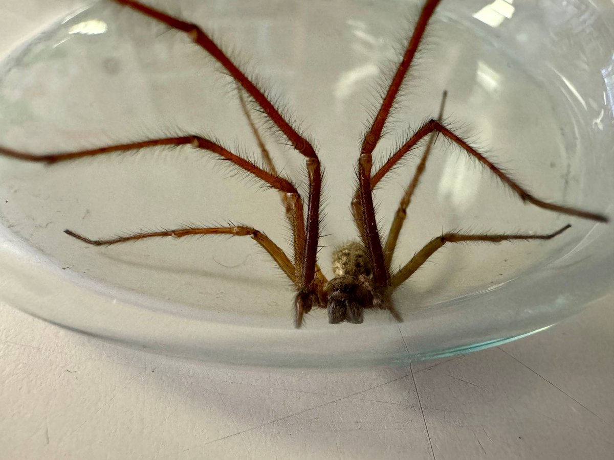 Our special visitor today that stowed away in a bag!
 #SpiderSeason