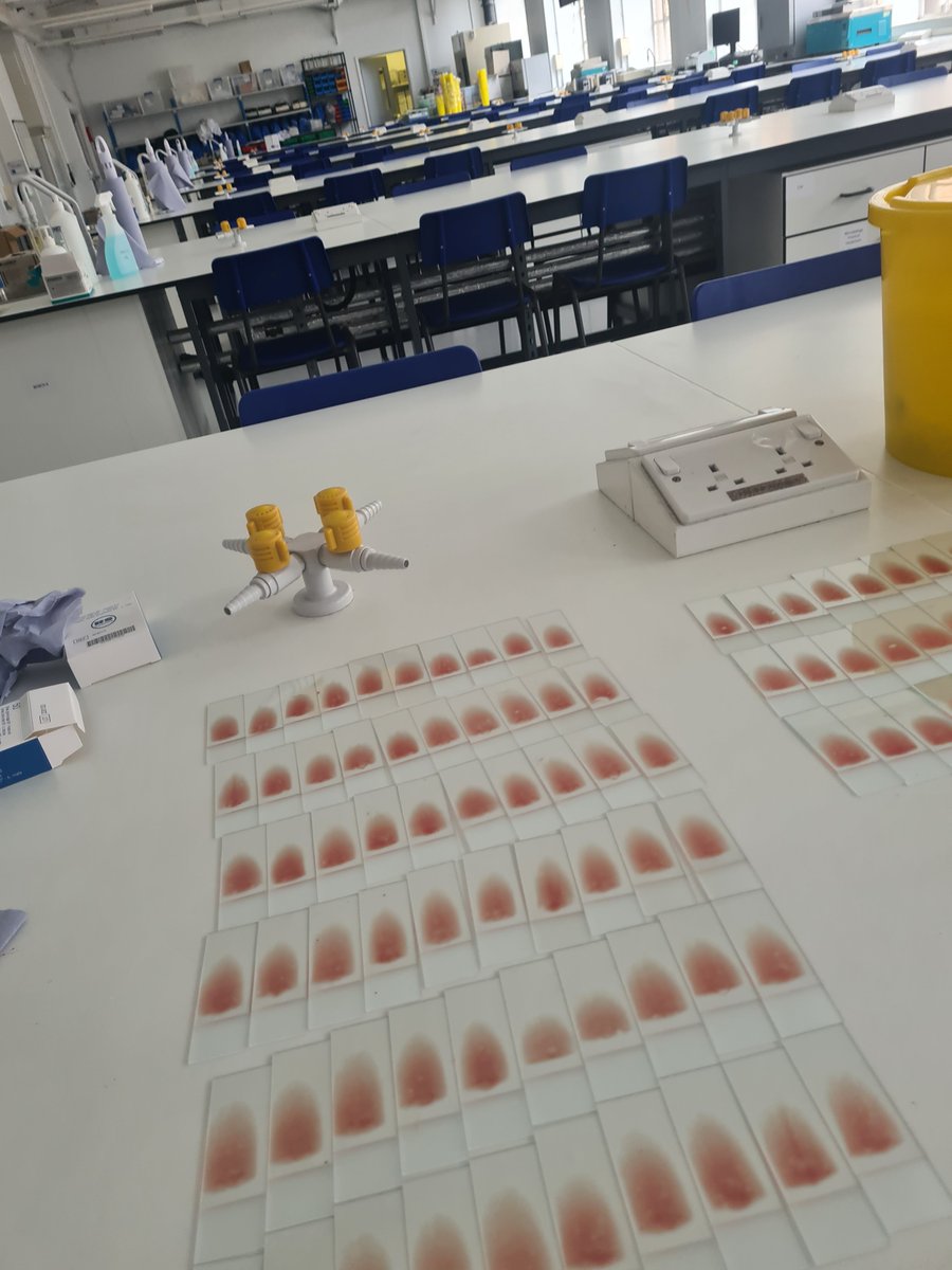 Dr Amreen Bashir (@amreen_bashir) on Twitter photo Blood film production line for the clinical sciences module <a href="/RossP_22/">Ross</a> <a href="/biosc/">Alexandre</a> Blood film production line for the clinical sciences module <a href="/RossP_22/">Ross</a> <a href="/biosc/">Alexandre</a>