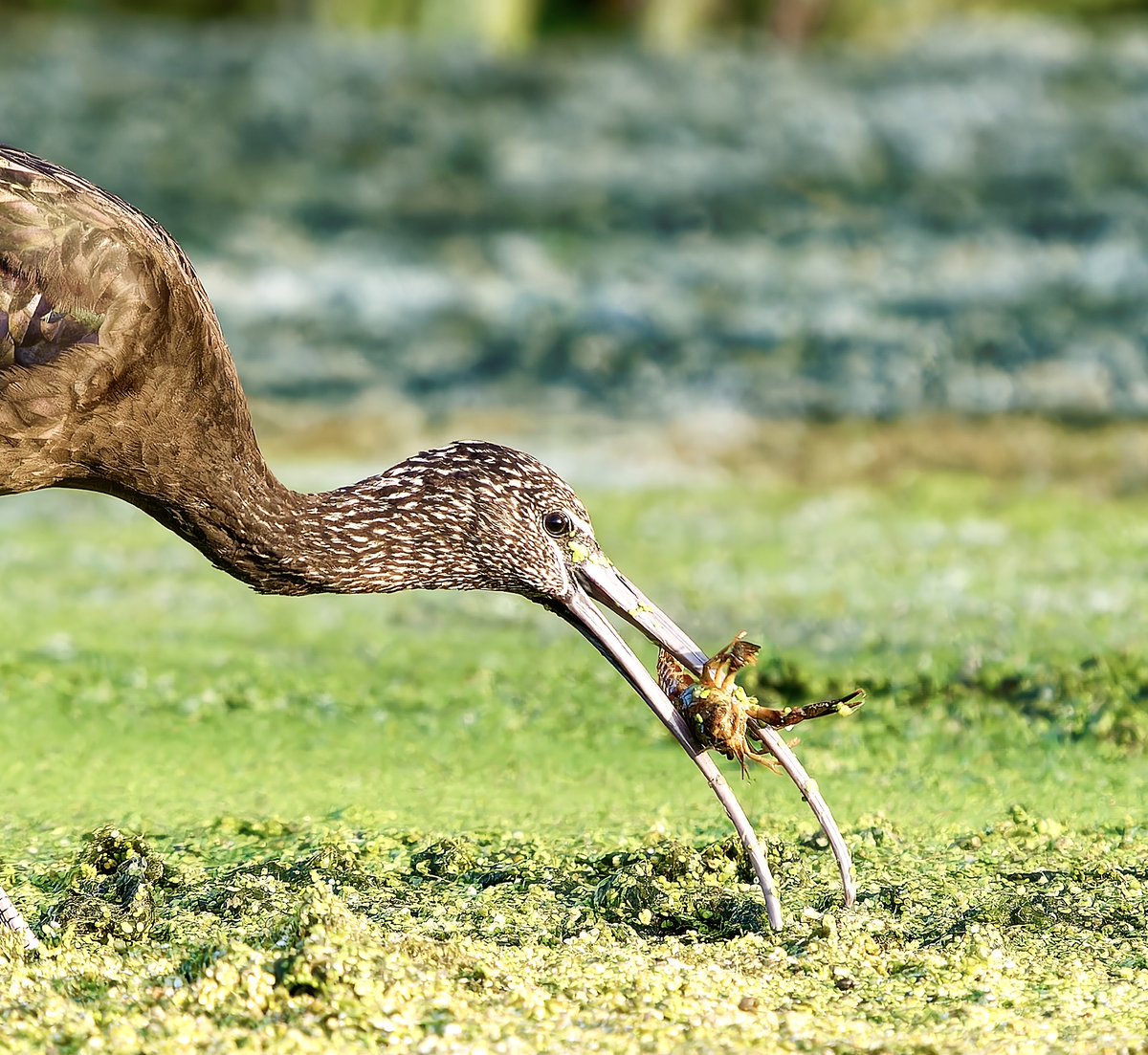 A crunchy bite for this juvenile Glossy Ibis. You can see this bird in more and more places in Europe. Here is the Birdingplaces map where to see the Glossy Ibis birdingplaces.eu/birds/4049 Photo by Peter Rönnberg @NatureUK @Pajarines1 @CCBOIE @scott_linacre @gatesheadandbey @NABU_de