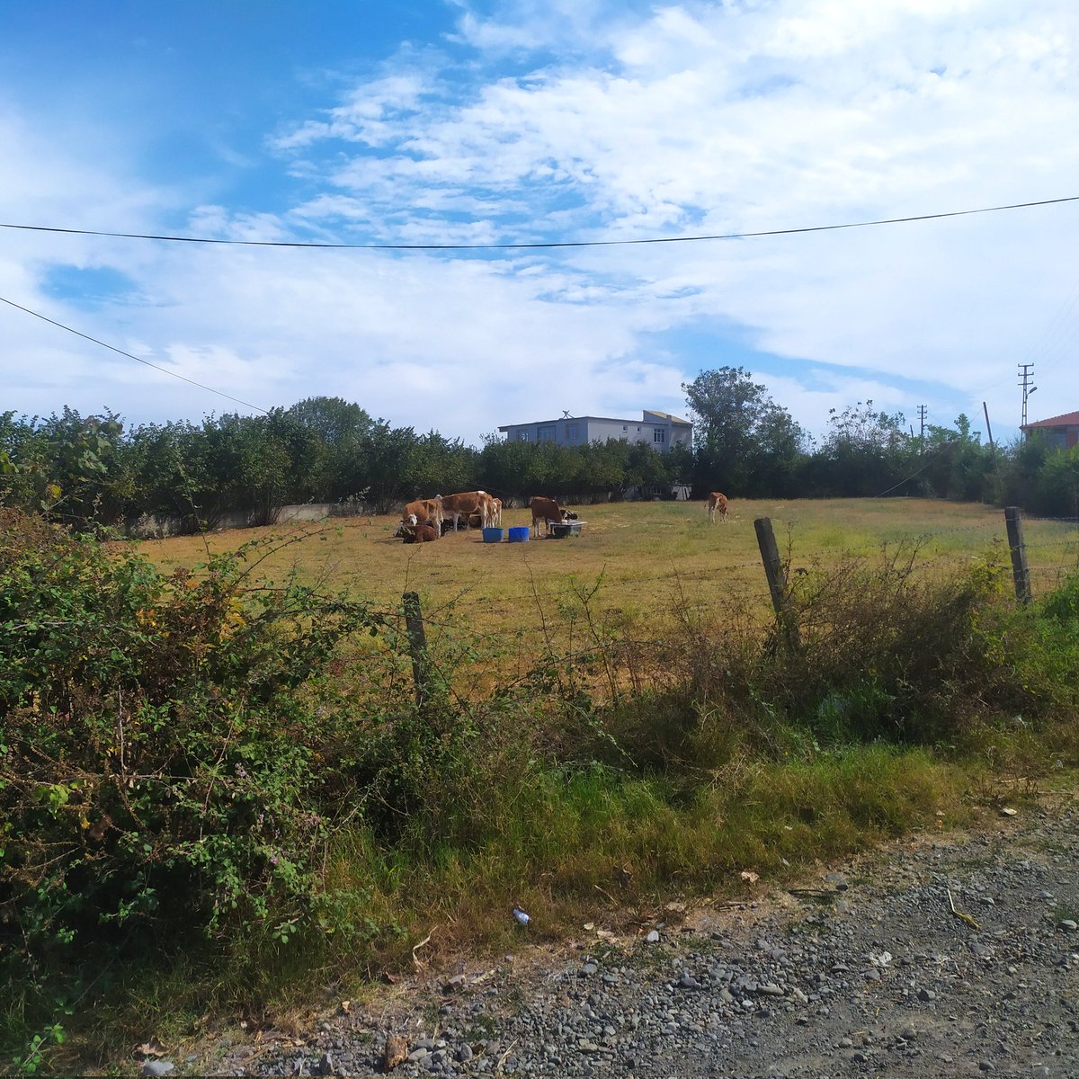 NE ZAMAN BAŞLAYACAĞIZ

Bize yeni bir tarım anlayışı gerek!
Yeni bir ekonomi, sanayi, istihdam, kentleşme anlayışı gerek. Dünya sanayisinin % 71'i tarıma dayalıyken; gıda ve su krizi çağı eşiğimizdeyken köyleri şehirlere katıp mahalle yaptık. Adına büyükşehir deyip tarıma asfalt