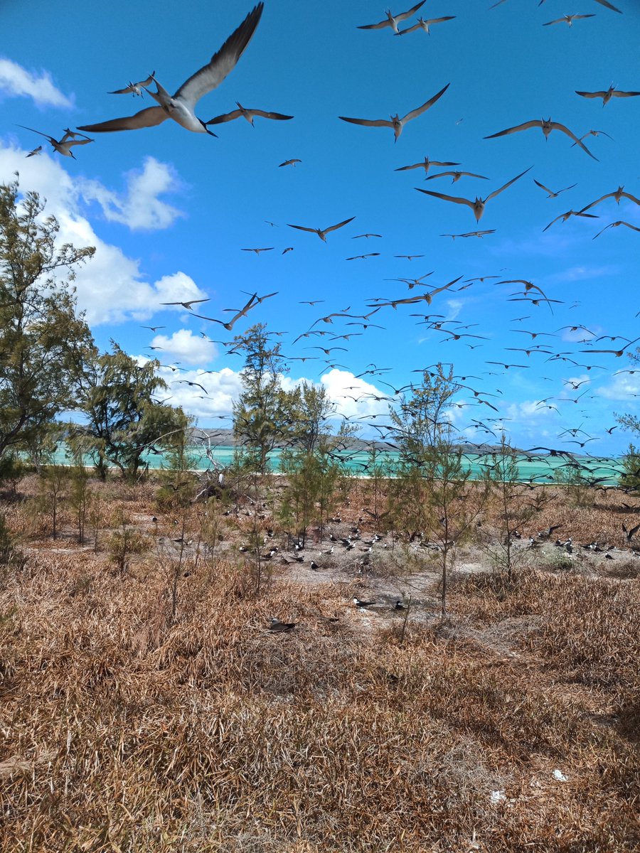 Marine_Science's tweet photo. @ZSLScience @HeriotWattUni @malcnicoll The #SeabirdScience team are exploring what encourages birds to move to other islands. To do this they are tracking bird movement using satellite tags and identifying foraging hotspots. From these data they hope to understand the underlying environmental drivers of these hotspots https://t.co/83s2yHXiV8