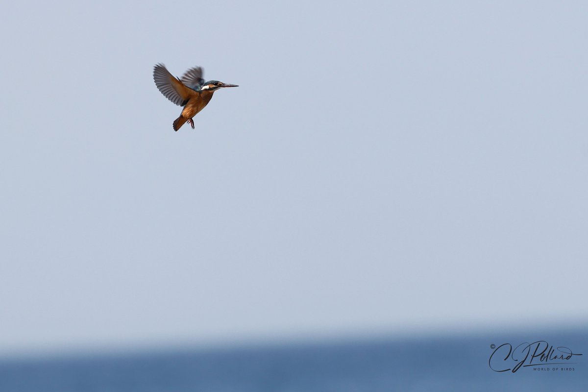 #commonkingfisher #BBCWildlifePOTD #chrispollardworldofbirds #redseabirding #ThePhotoHour #birdsinflight #saudibirding