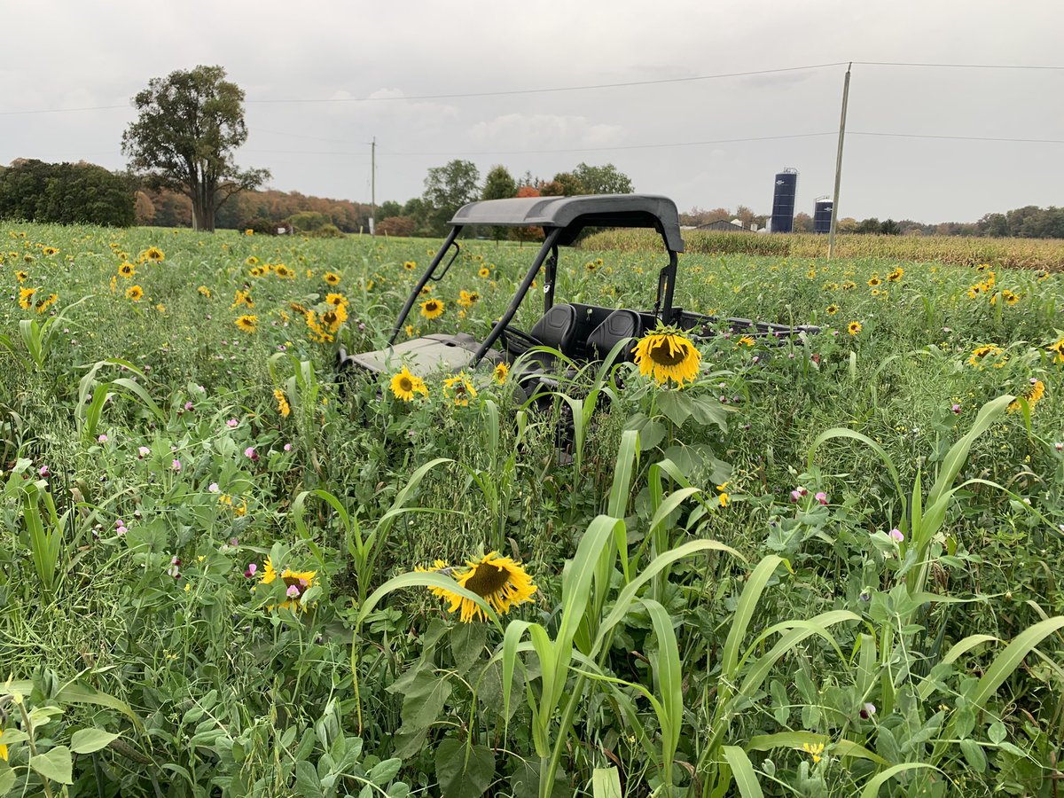 2023 Cover crop is Great! This green manure will grow some corn next year.