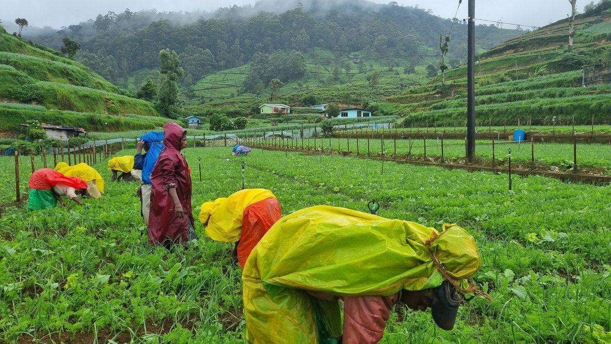 Successful  conclusion of the @GCRFNitrogenHub final conference with a field trip to Nuwara Eliya Farm & Village Community,  Sri Lanka

@UK_CEH @UPeradeniya @UKRI_News @NERCscience @GCRF @MarkNitrogen @TowardsINMS #EverywhereAndInvisible #HalveNitrogenWaste