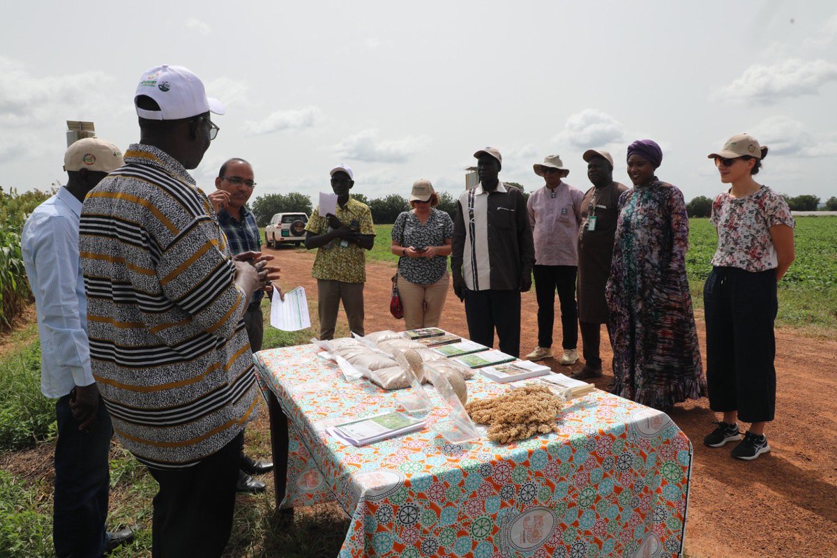 Riyazaddin1's tweet photo. Received delegates from the Netherlands and the Netherlands embassy in Mali and taken them through the ongoing research @ICRISAT Mali. @hughes_jackie https://t.co/T0JZ8McpSn