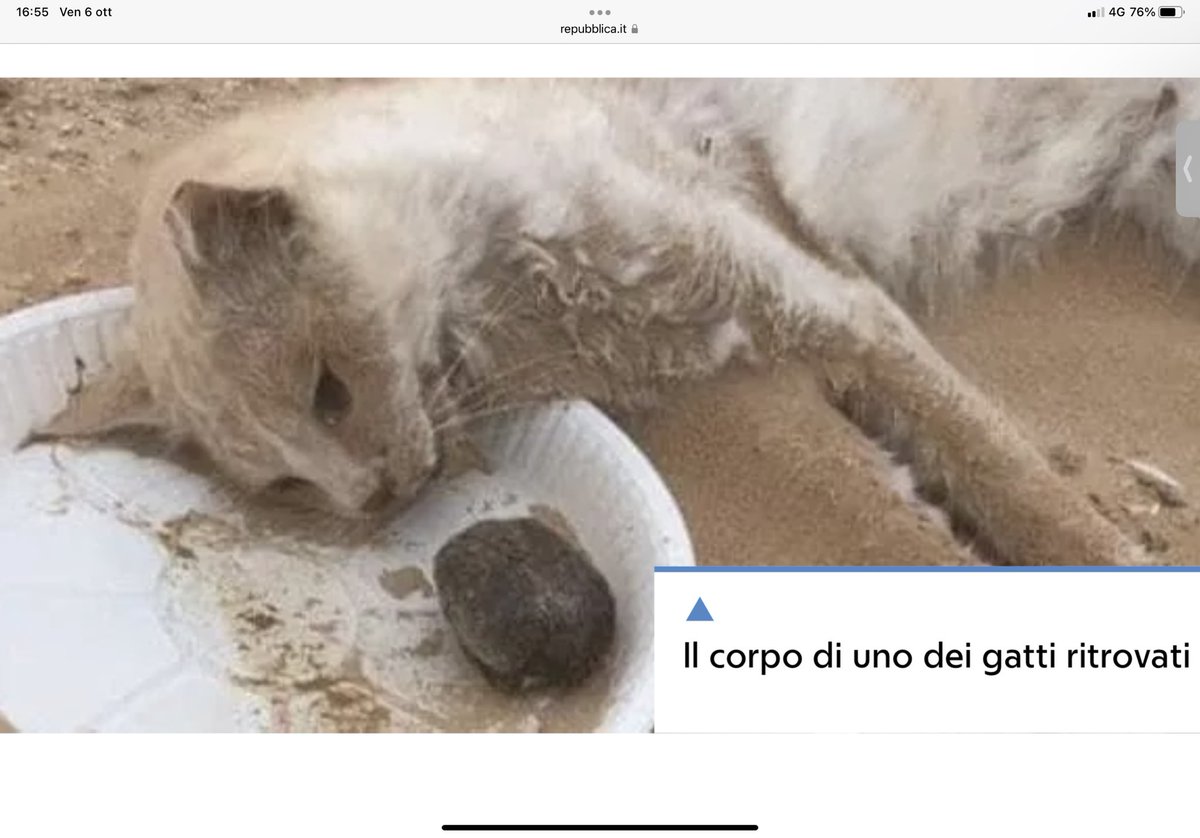 EMIRATI ARABI, PETA DENUNCIA: 150 GATTI ABBANDONATI NEL DESERTO nelcuore.org/?p=67964 via <a href="/nelcuore/">justmilan</a>.org - Ennesima mattanza. Ennesima crudeltà. I volontari unica speranza per queste creature…