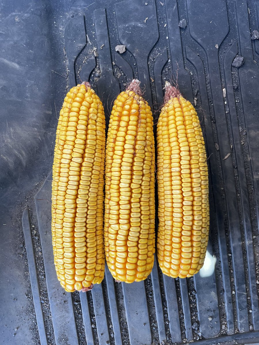 MNelson_ISU's tweet image. Walked some Preceon 5575 #ShortCorn yesterday and really liked what we saw: 

39,000 harvestable ears at an average of 16x32 with great late standability. Excited for the value #SmartCorn can bring!