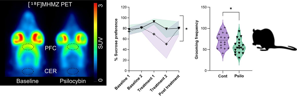 Let me summarize our new paper on #microdose of #Psilocybin in one image. Positive effects on stress-induced anhedonia, and compulsive actions in rats! Click to read the story. #psychedelics <a href="/molpsychiatry/">molecularpsychiatry</a> 
sdu.dk/en/om_sdu/faku…