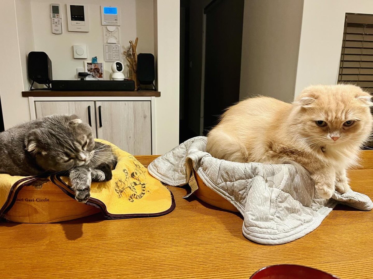 ndTu67XYaawnA2U's tweet photo. ぺぺたまと猫達
Pasta with Egg and Garlic & Cats
#猫 #スコティッシュフォールド #ぺぺたま #金麦 #入れ替わる猫 #ポジションチェンジ
#cat #scottishfold #pastawitheggandgarlic #kinmugi #swappingcats #positionchange https://t.co/jRmKF89MUw