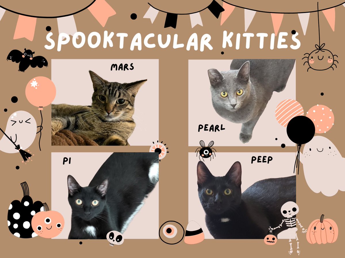 Can you believe these incredible feline friends are still looking for their furever home? Neither can we!!  Help us find their family! Visit bit.ly/ahimsaadoptabl… to see all of the kitties available for adoption at Ahimsa Safe Haven.