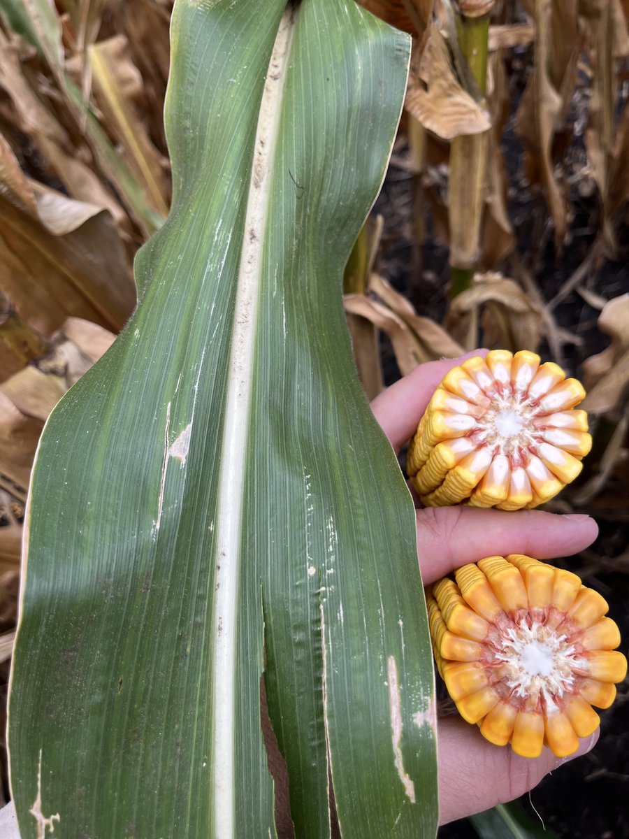 Andy Ackley tweet media