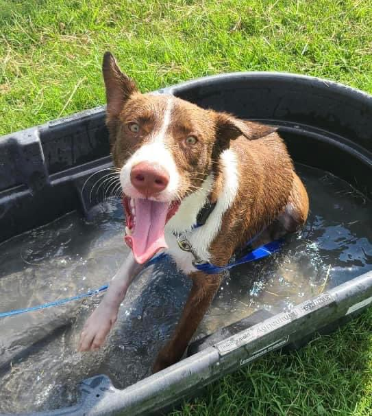 psychicwhisper3's tweet photo. 💛🐾MAVERICK🤸Excited Full Of Life😊
13 Months Neutered Lab/Ret Mix🥰
Accused Of Being Obnoxious For Wanting
2 Play 🛝 He's Young🙄Super Social &
Friendly🌻Loves Belly Rubs Too
Adores💦Pool❣️
But #CorpusChristiTX Have Him Booked
For📙☠️10/12/23 ‼️ Plz #Pledge2 Help🛟
INFO⬇️ https://t.co/KrwwfuBUUZ