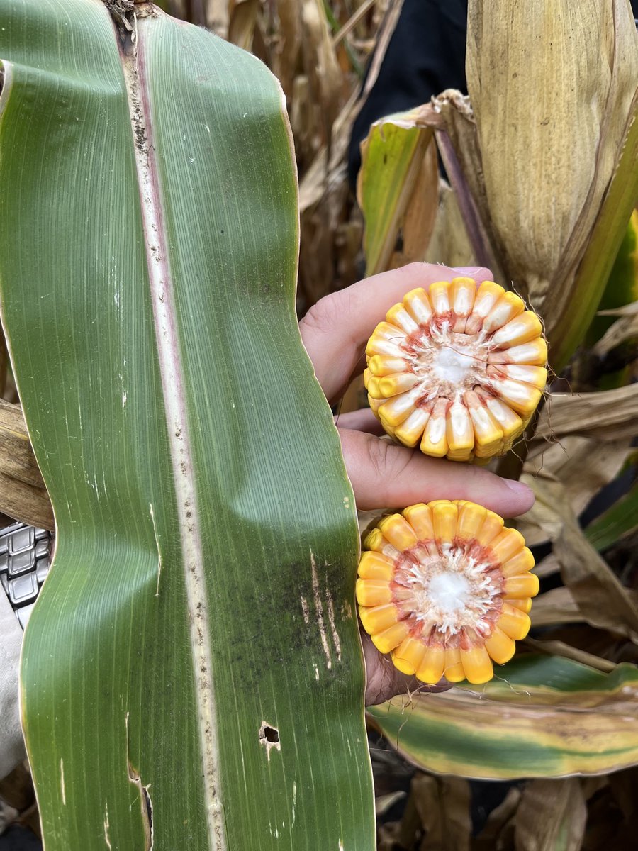 00A97, this thing is a monster!  ⁦<a href="/GldnHarvest/">Golden Harvest Seeds</a>⁩