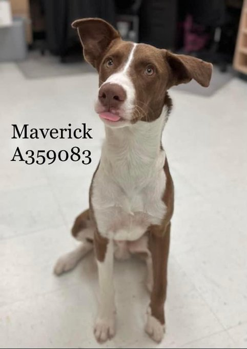 psychicwhisper3's tweet photo. 💛🐾MAVERICK🤸Excited Full Of Life😊
13 Months Neutered Lab/Ret Mix🥰
Accused Of Being Obnoxious For Wanting
2 Play 🛝 He's Young🙄Super Social &
Friendly🌻Loves Belly Rubs Too
Adores💦Pool❣️
But #CorpusChristiTX Have Him Booked
For📙☠️10/12/23 ‼️ Plz #Pledge2 Help🛟
INFO⬇️ https://t.co/KrwwfuBUUZ
