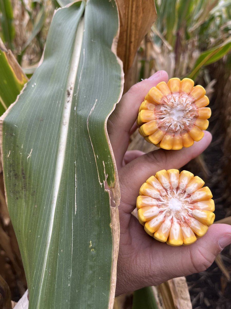 New experimental, really like the look of this one.  Great grain quality and late season health!  May be the next Game-Changer! ⁦<a href="/GldnHarvest/">Golden Harvest Seeds</a>⁩