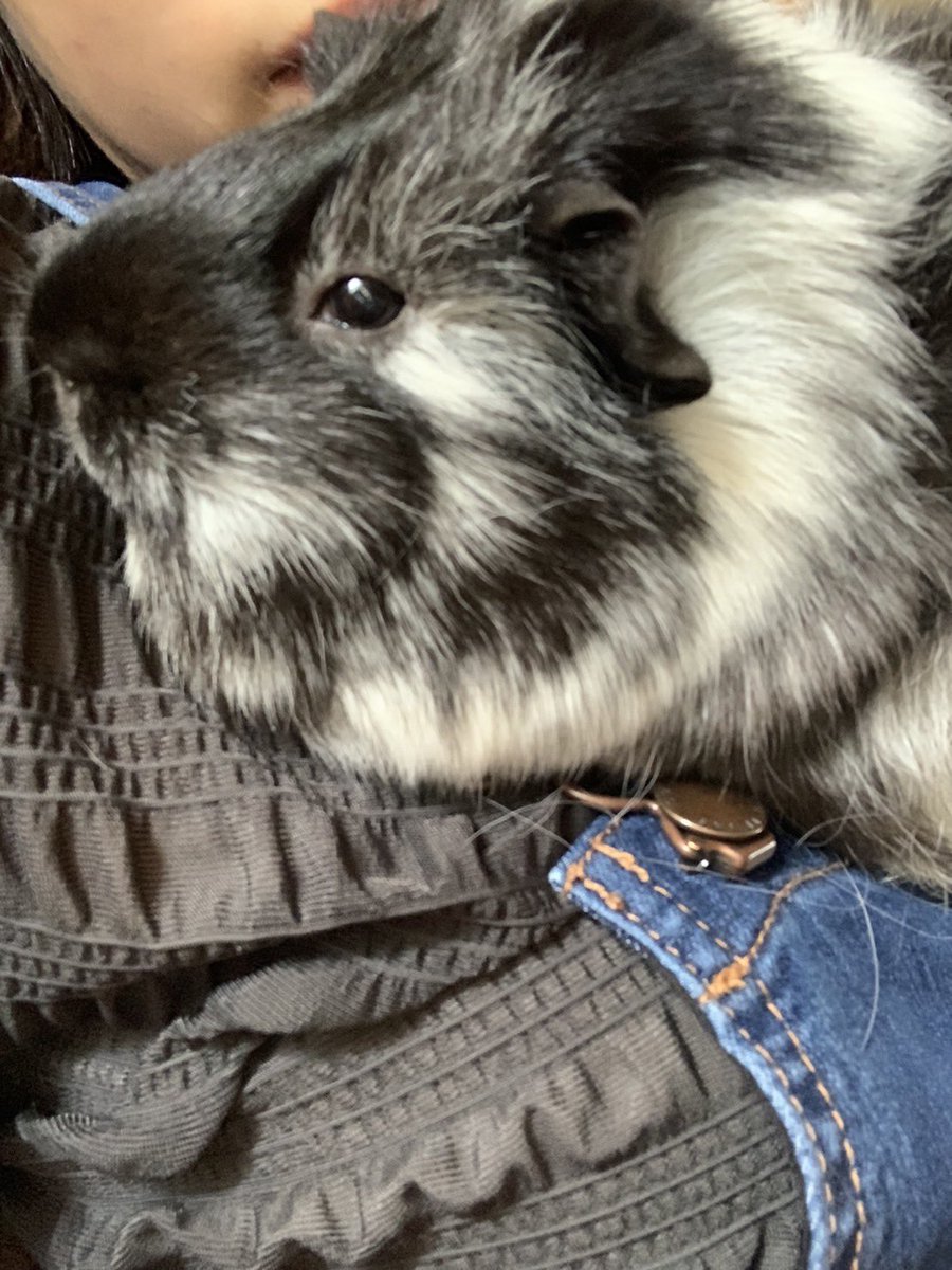 久しぶりの投稿です☺️
見るのも久しぶりになってしまった💦
最近メイちゃんは季節の変わり目です涼しくなったからか、お腹が緩くなってしまって病院でお薬もらってます。
皆さんもお気をつけてくださいー！