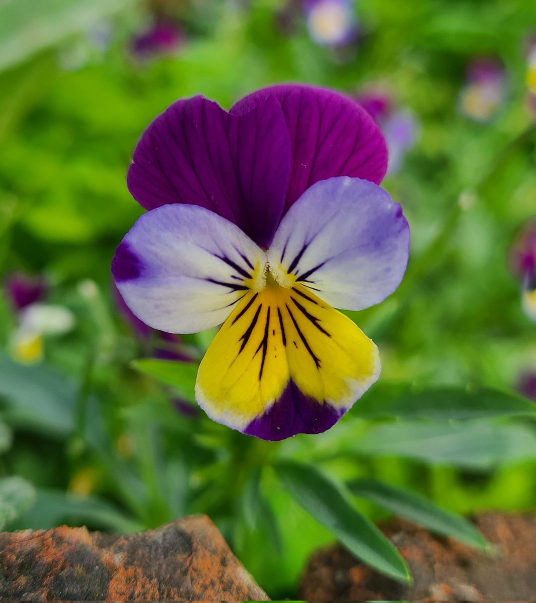 EnnisJones2's tweet photo. #FlowersOnFriday  Heartsease in today's warm sunshine https://t.co/rB0uRU5dXP
