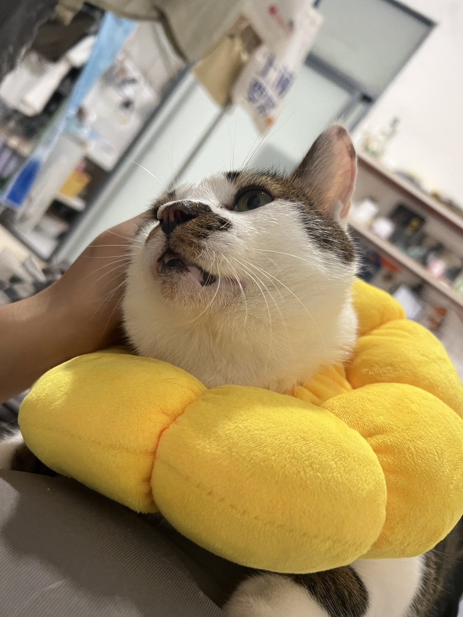 chi_en_chen02's tweet photo. 每次回家都能让我再次抑郁发作
这次的躯体化症状好像更严重了
或许还是我太懦弱无能了
即不能改变家人的想法
又没有办法完全舍弃他们
突然很想去海边看一场日出
趁着没人慢慢走进🌊里
但看看身边的猫猫
想到和小狗的约定
只想抱着小狗大哭一场
从未觉得十二小时的时差如此可恶 https://t.co/rMXzcijSGx