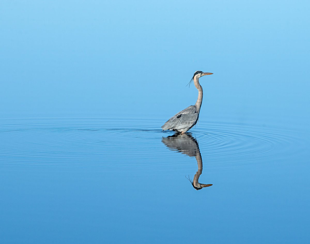 Great Blue Heron, Blackwater National Wildlife Refuge, Maryland, U.S.
#birds #birdphotography #BirdTwitter #NaturePhotography #BirdsSeenIn2022 #natgeo #birdsofafeather #birds_lover #bestbirdshots #birdsportrait #mydailybird