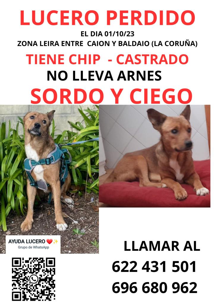 up_person's tweet photo. 🙏🆘🙏 #Perro #Perdido por zona #Leira entre #Caion y #Baldaio en #ACoruña 🆘🙏 https://t.co/I43iD8kWOS