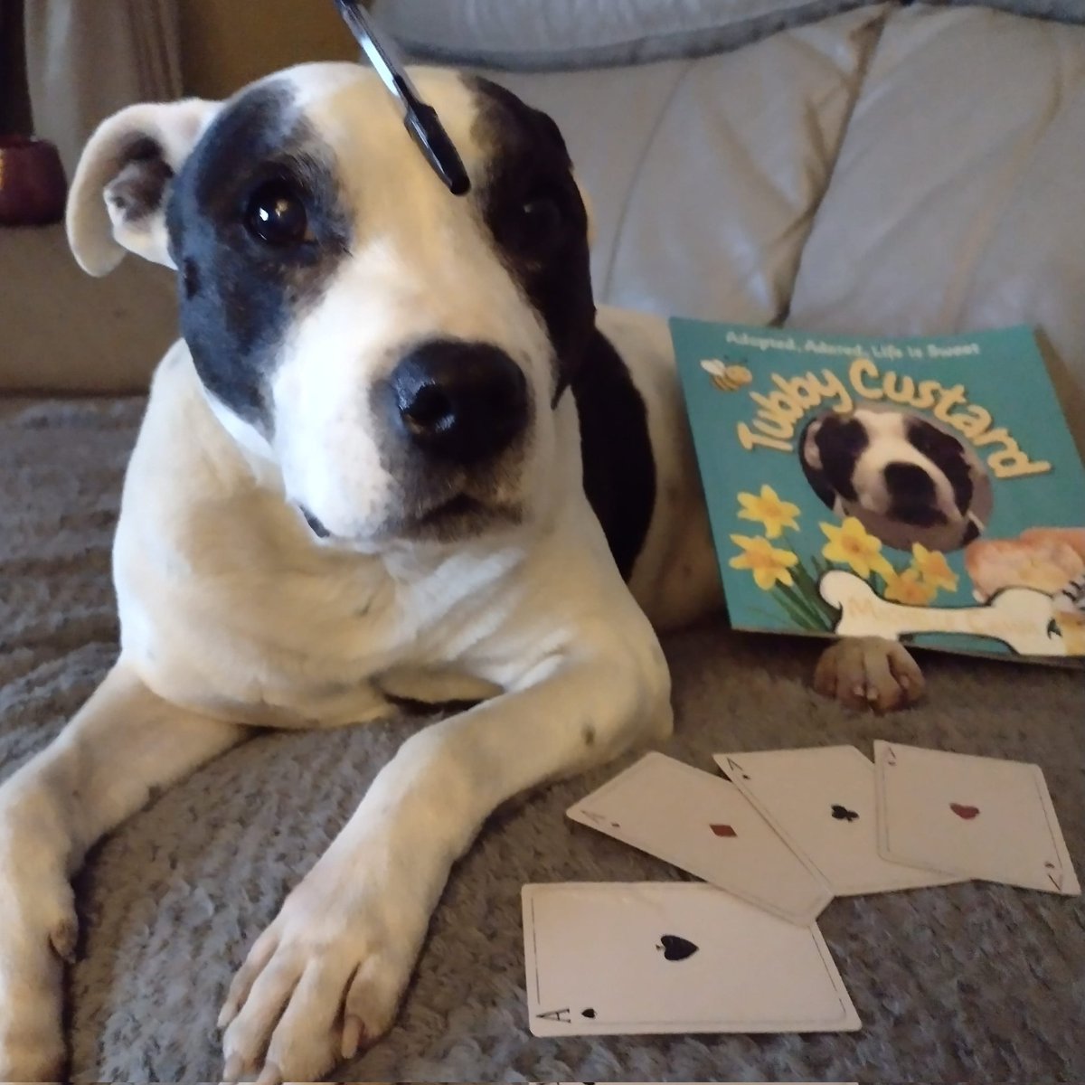 Family pet writes his own book!! Tubby Custard is selling this book to raise money for dog rescue. Every sale donates £2. £252 donated so far 🩵 Help Tubby Custard realise his dream...he wants to be every child's favourite bedtime story. Buy his book at: seniorstaffyclub.co.uk