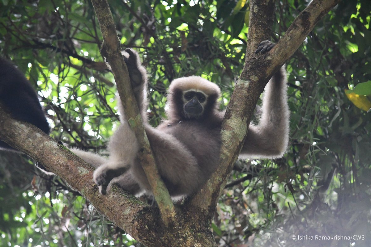 Slide 1: Adult female, Rongi, resting during her sixth month of pregnancy Ishika Ramakrishna, our doctoral fellow, is working to chart conservation plans for these vulnerable primates and their habitats. Please donate now: cwslnk.co/supportyoungsc… A thread 👇 #HoolockGibbon
