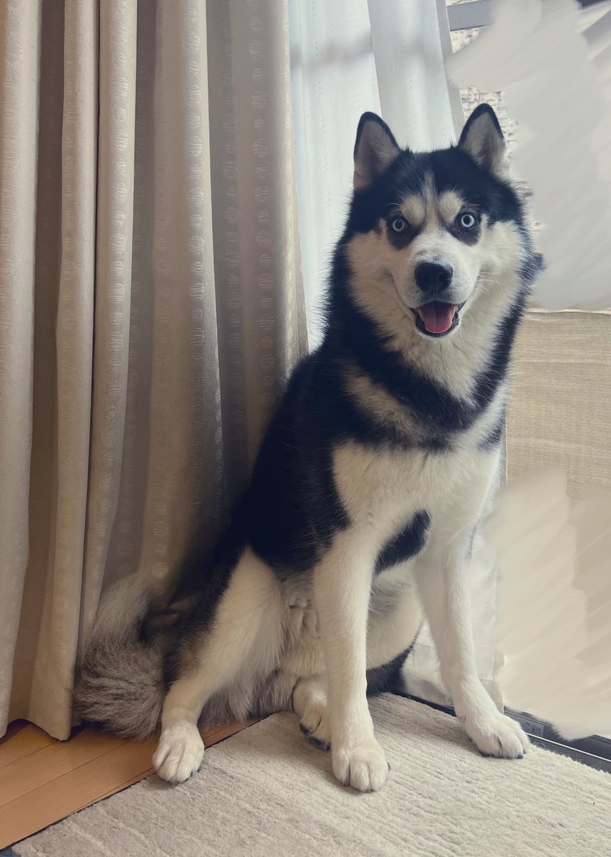 秋です　犬の俺が言うので間違いありません