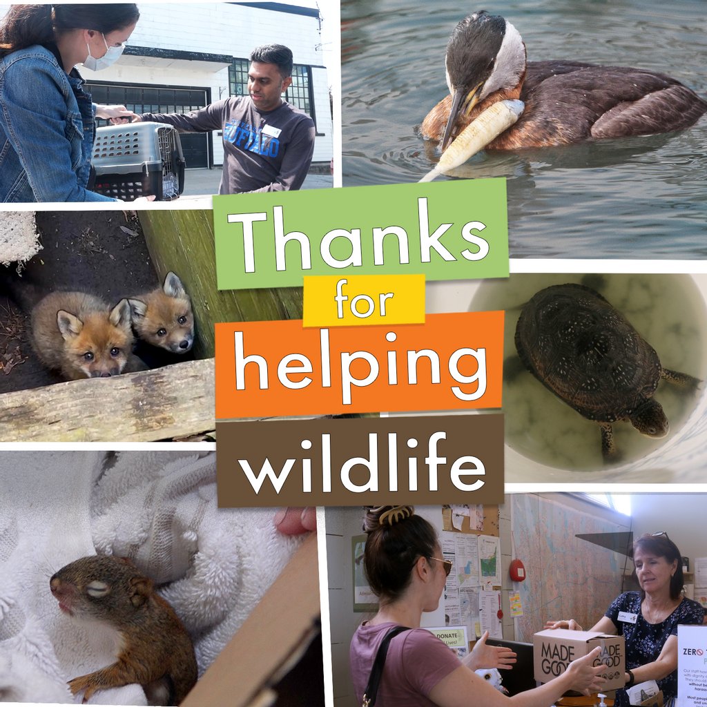 TWC_Wildlife's tweet image. This #Thanksgiving we’re incredibly grateful to those who gave their time and kindness to get #wildlife the help they needed, from driving a patient to TWC to calling our Wildlife Hotline. Without you, countless animals would go unnoticed. #THANKSFORGIVING