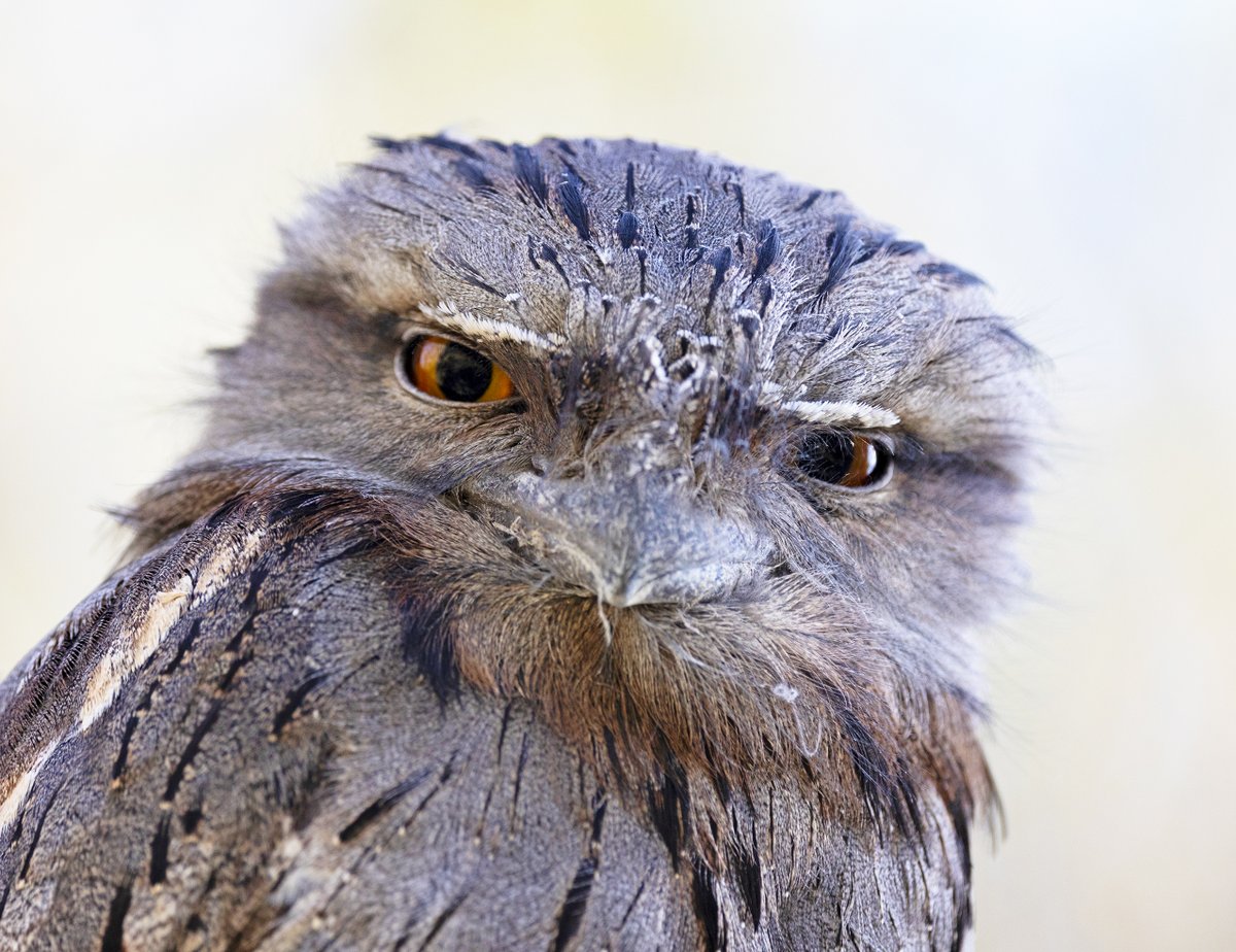 Tawny frogmouth mood.
Not happy at coming second in this year's Bird of the Year comp.
@GuardianAus @BirdlifeOz #BirdofTheYear