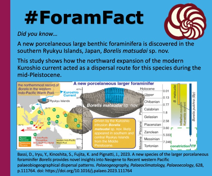 CushmanFdn's tweet photo. Happy #ForamFriday, the #ForamFact is..
A new porcelaneous large benthic foraminifera is discovered in the southern Ryukyu Islands, Japan, Borelis matsudai sp. nov.
Read more about it here: https://t.co/yoWYBXMQcH https://t.co/afhH1F22yb