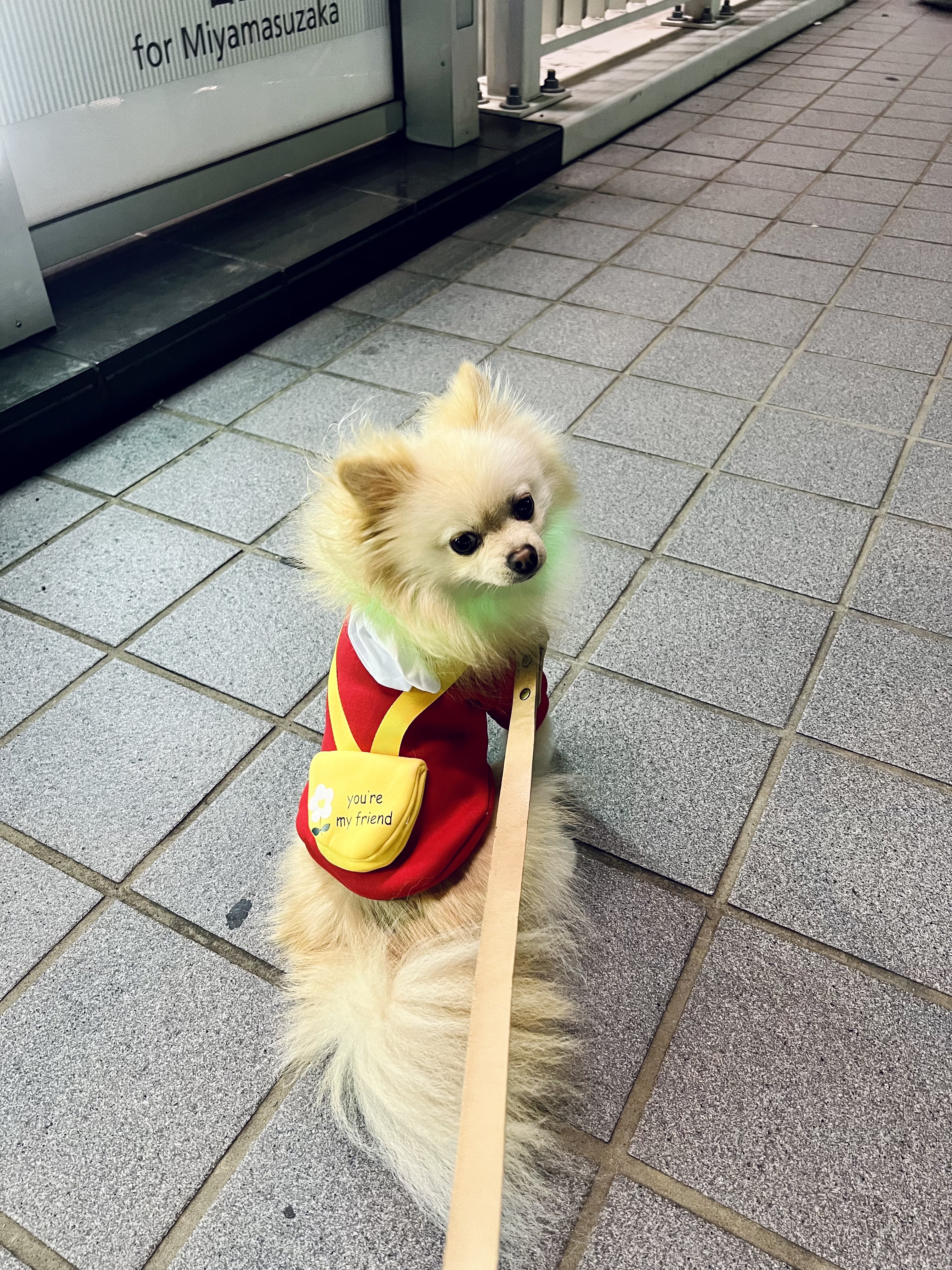 犬の服 - Cerca / X