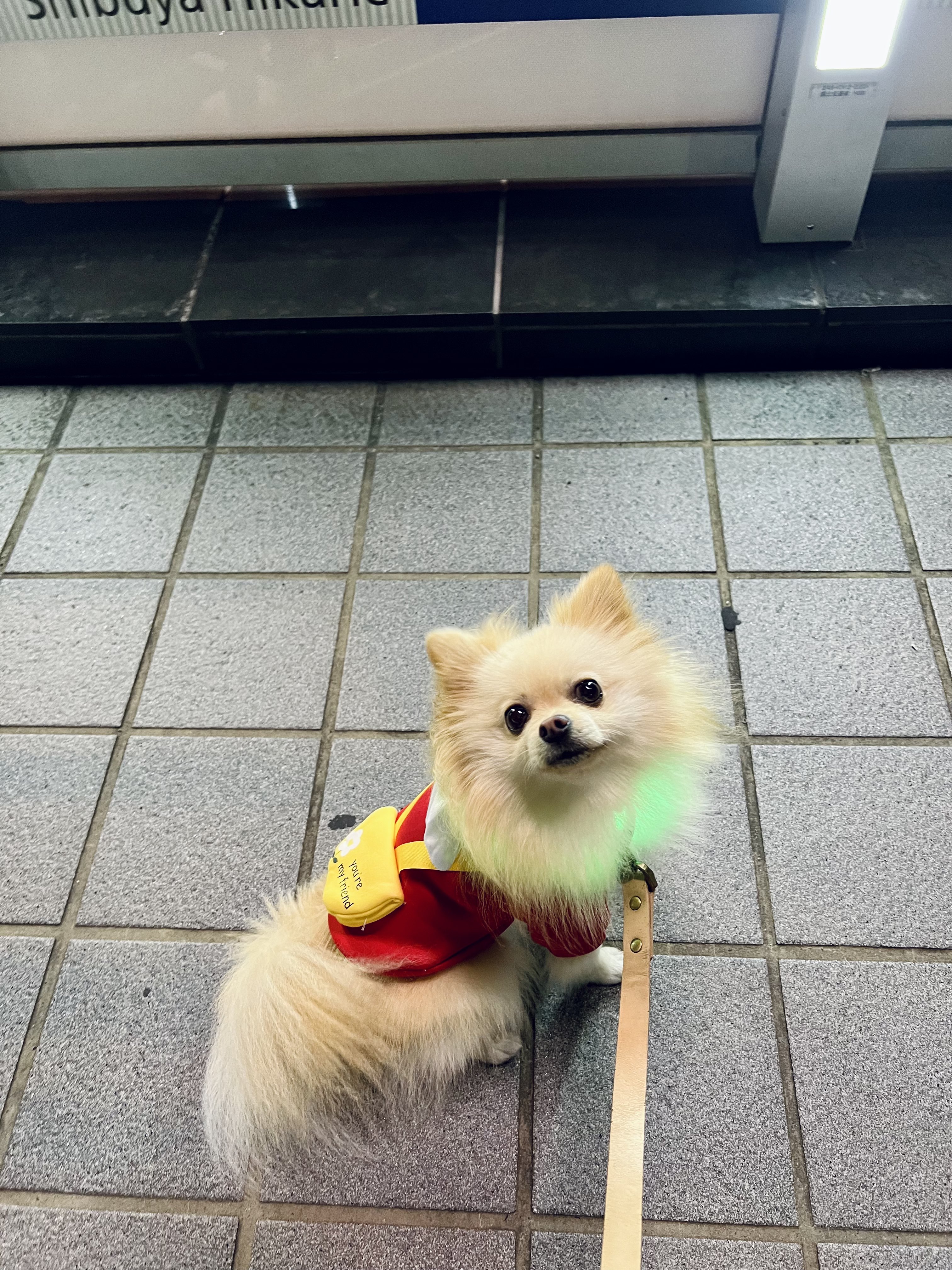 犬の服 - Cerca / X