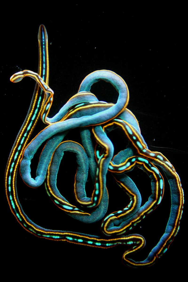 A new species of a most spectacularly colored ribbon worm is described from the Caribbean Sea and named after the rainbow bridge from the Norse Mythology — Tetranemertes bifrost.

#taxonomy #worm #newspecies