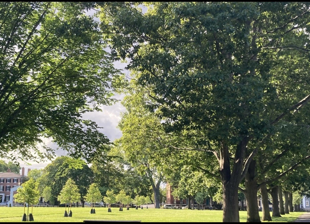 Thank you to all who made Salem Common more beautiful with new Century Trees. Proud to partner to preserve our history for generations to come.