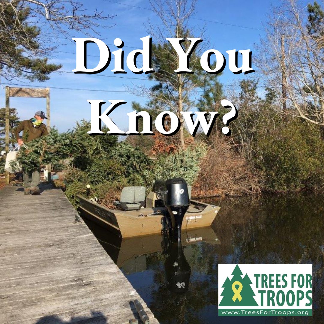 Trees4Troops's tweet image. 🎄🧐 #TreeFacts: Real Christmas trees can be recycled or composted! 🌲🌿 No need for the landfill. Let&apos;s give our trees a second life and help the planet. 🌏💚 #ChristmasSpiritFoundation #TreesForTroops