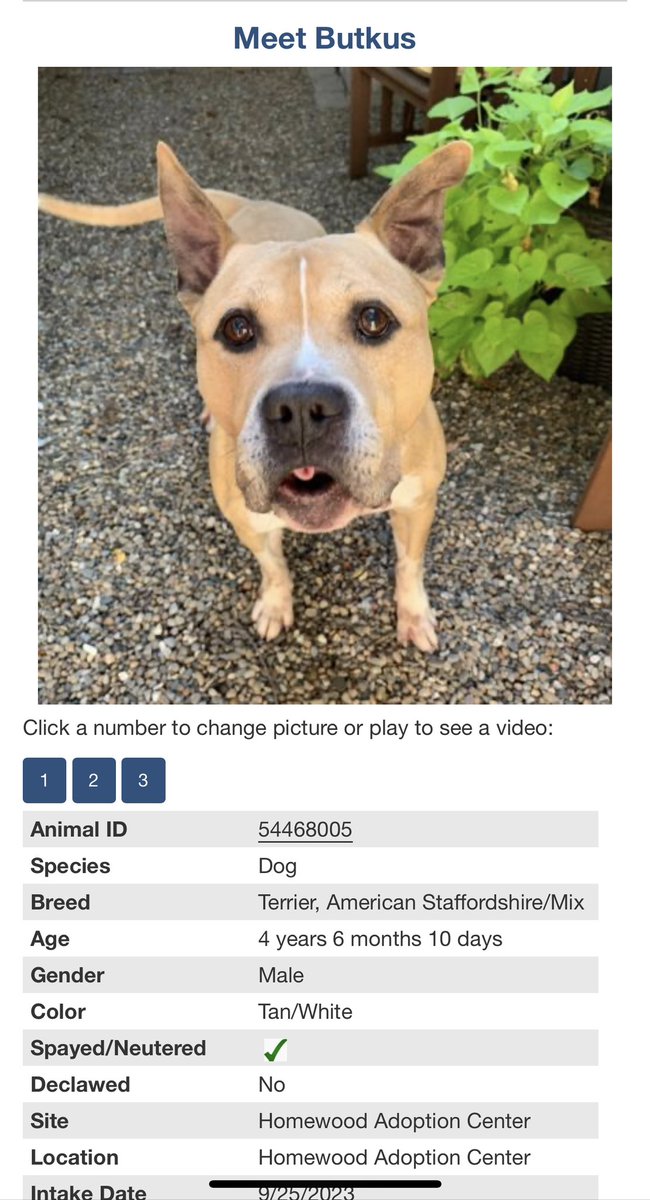 Q101Chicago's tweet photo. 🚨🚨🚨 BUTKUS NEEDS A HOME 🚨🚨🚨

If you want to see his pretty smile come on over to Matteson at the South Suburban Humane Society and ask to see Butkus!

https://t.co/LcAzAupUwH https://t.co/PydgBgmwEQ