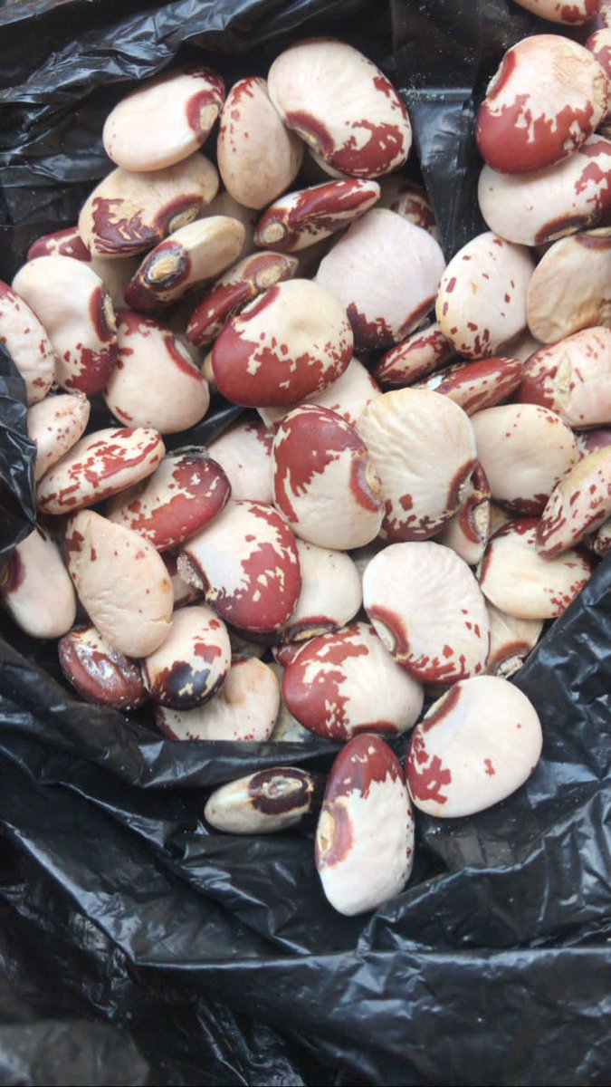 Our grandparents had nutritious food security crops like these creeping beans that grow as a perennial crop. No spraying, no fertilizer, no replanting....why did we stop cultivating such easy to grow and nutritious crops? We can end food hunger!