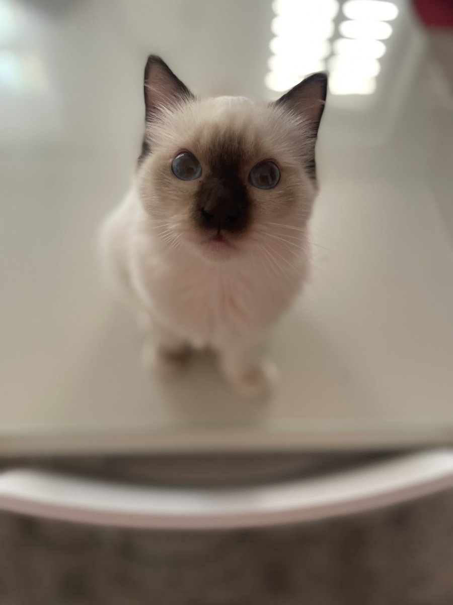 PulpeFille's tweet photo. « Whaattt ??!! 🥹🥹 »
Ces petits êtres devraient vivre dans chaque foyer 🥰❤️
#TropDAmour https://t.co/mMSy5jpxOt