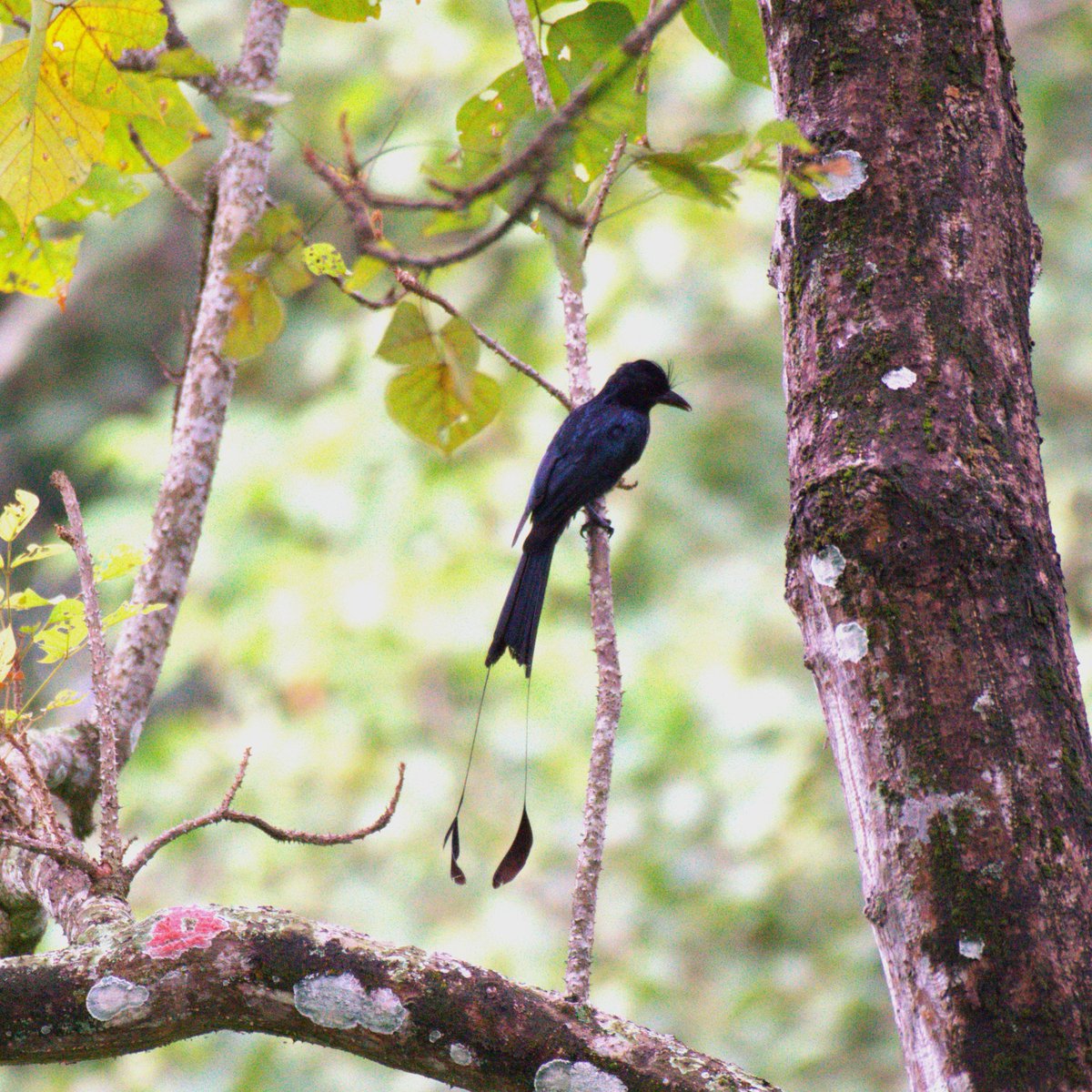 Greater Racket tailed drongo Interesting to watch this one along with it's companion foraging along with R. Treepies and Green Malkohas and bulling rest of the birds. #IndiAves #TwitterNatureCommunity #NaturePhotography #birding #birdwatching #Assam
