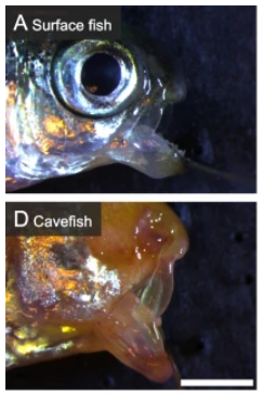 BMC_series's tweet photo. A new study in #BMCEcolEvol explores bite and feeding behavior differences between cave and surface fish. To learn more, visit <https://t.co/yd1AeOfbO0>. @Mandy_K_Powers, @riddle_misty, @turtlemcgaugh, @GrossLabUC, @TylerEBoggs https://t.co/G3rfKIR1LA