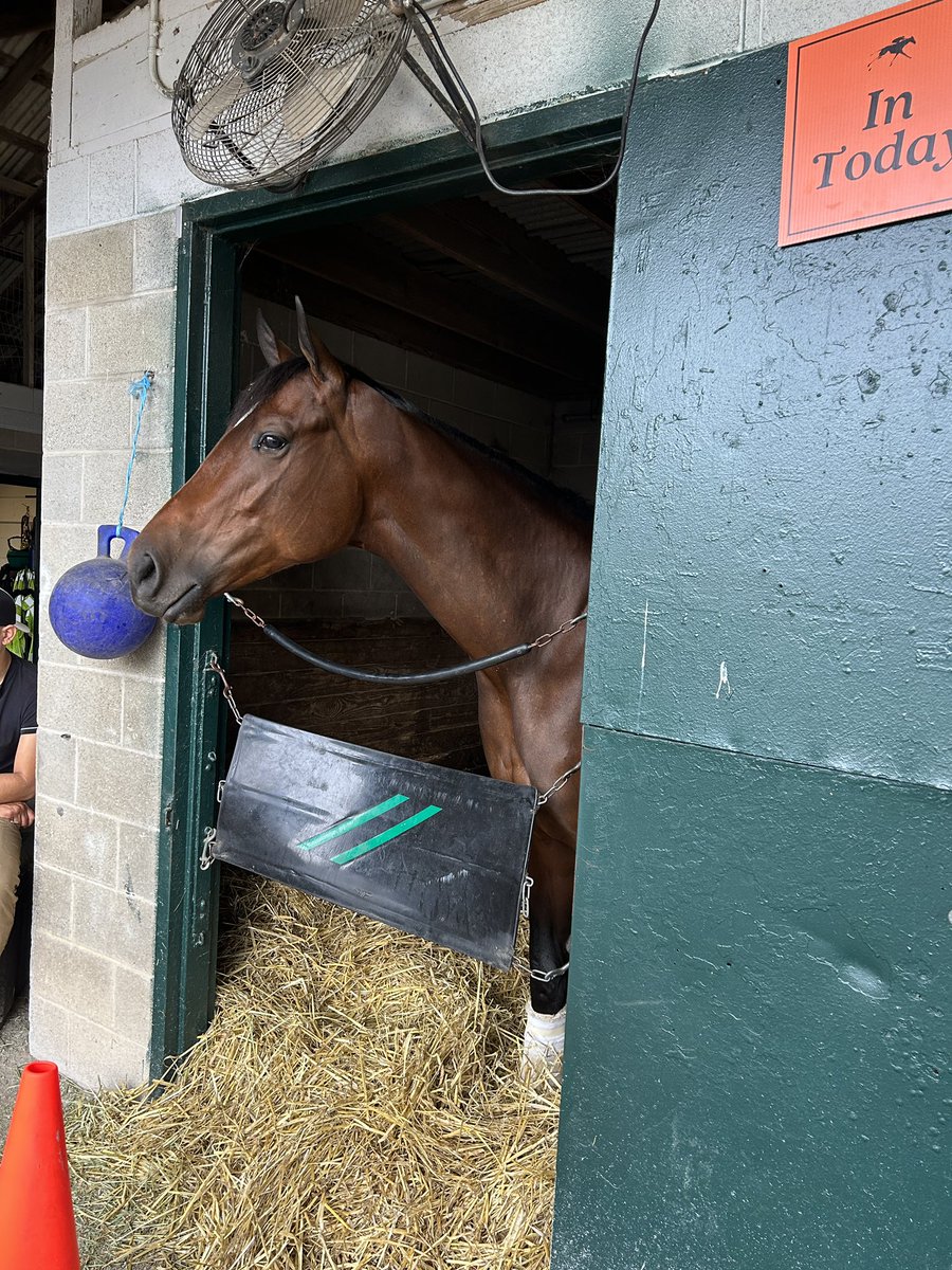 MollyMRollins's tweet photo. #Brightwork the morning of the #Alcibiades @keenelandracing @BreedersCup @johnnyortiz24 @wynnstayfarm13 @WSS_Racing https://t.co/HryUgA7PBS