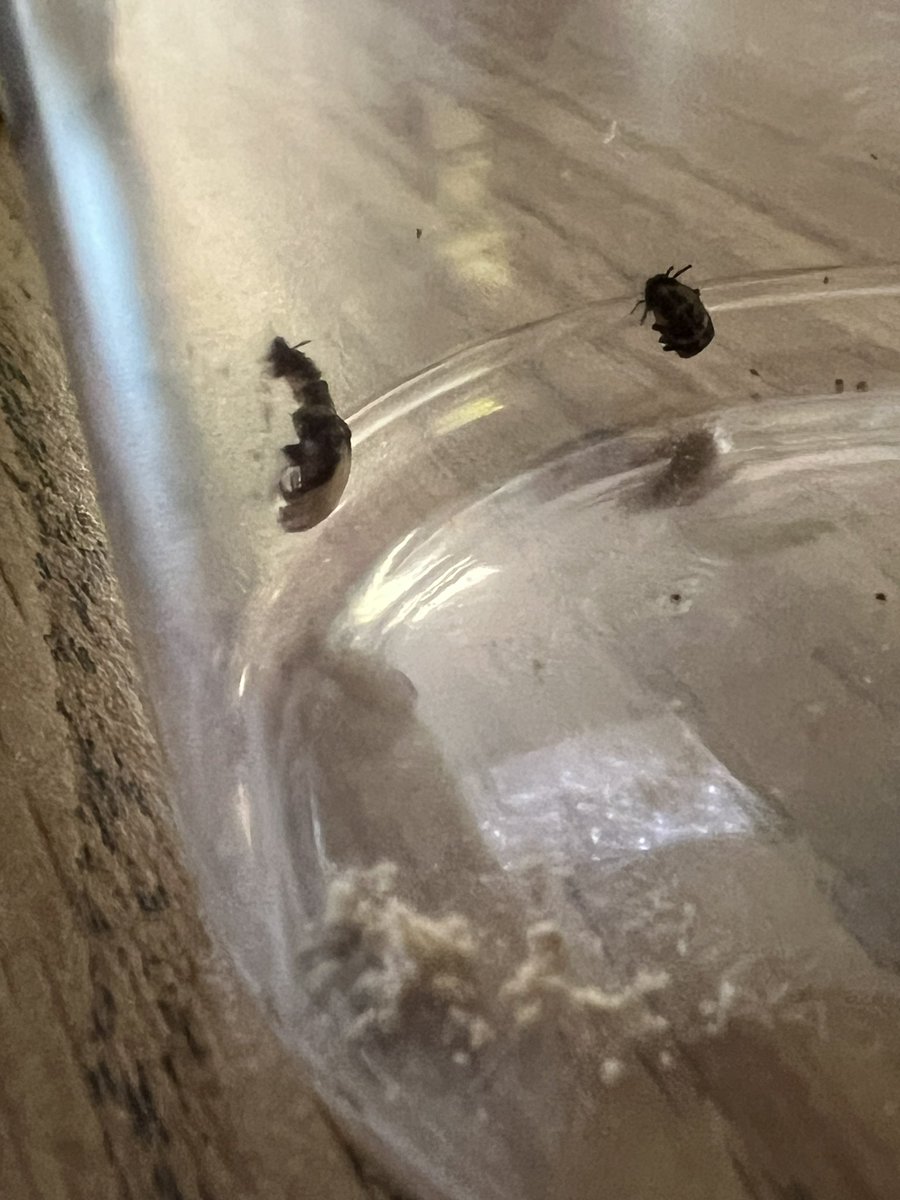 OwensOgres's tweet image. Such a cool science moment! Thanks @HWES_Science for the microscope. We were able to watch Bob Elizabeth the ladybug emerge! #learningshouldbefun