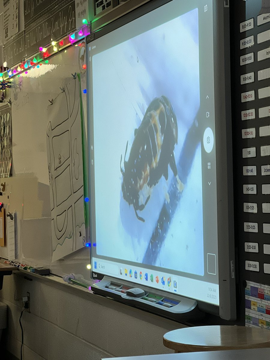 OwensOgres's tweet image. Such a cool science moment! Thanks @HWES_Science for the microscope. We were able to watch Bob Elizabeth the ladybug emerge! #learningshouldbefun
