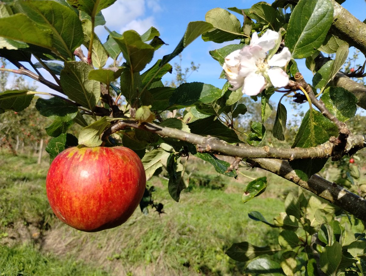 I think it's fair to say that the trees in our orchard are as confused by this weather as we are.