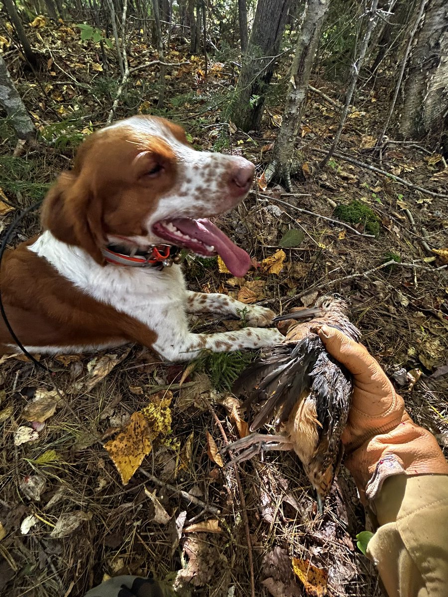 Sometimes we’re a little more blast then cast. Leaves are falling.. birds are flushing