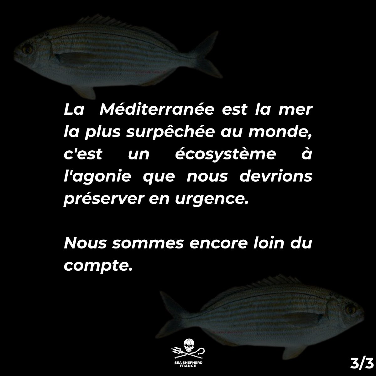 Sea Shepherd France tweet media
