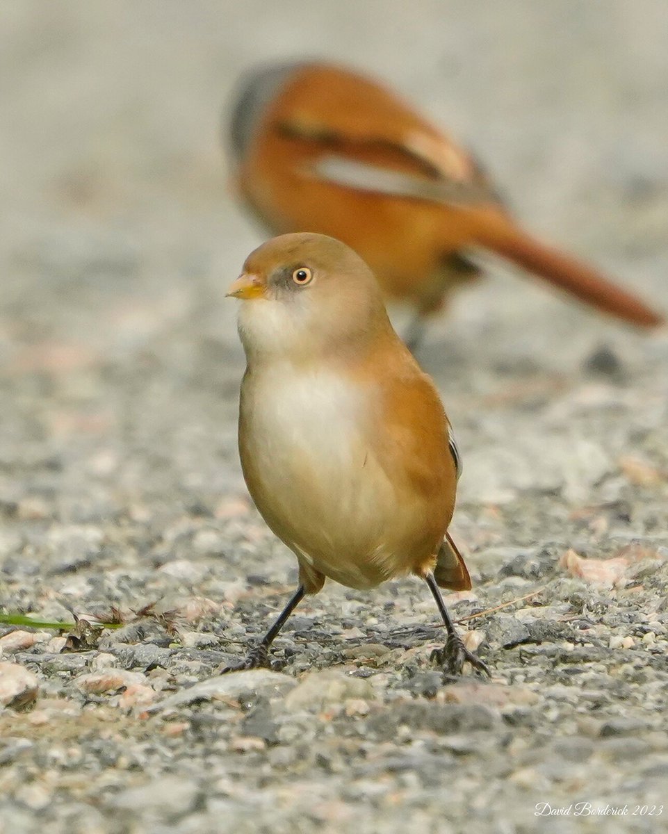 David Borderick (@daveborderick) on Twitter photo Flock of Bearded Tit getting grit from Sharemarsh Track at SWT Carlton Marshes, Lowestoft this morning <a href="/SWTCarltonMarsh/">SWT Carlton Marshes</a> @SWTSiteManager <a href="/SWTWaveney/">SWTWaveney</a> <a href="/suffolkwildlife/">SuffolkWildlifeTrust</a> <a href="/coastalwarden/">SWT North East Suffolk Warden</a> <a href="/LowestoftLizard/">Terry Dactyl</a> <a href="/SuffolkBirdGrp/">Suffolk Bird Group</a> Flock of Bearded Tit getting grit from Sharemarsh Track at SWT Carlton Marshes, Lowestoft this morning <a href="/SWTCarltonMarsh/">SWT Carlton Marshes</a> @SWTSiteManager <a href="/SWTWaveney/">SWTWaveney</a> <a href="/suffolkwildlife/">SuffolkWildlifeTrust</a> <a href="/coastalwarden/">SWT North East Suffolk Warden</a> <a href="/LowestoftLizard/">Terry Dactyl</a> <a href="/SuffolkBirdGrp/">Suffolk Bird Group</a>