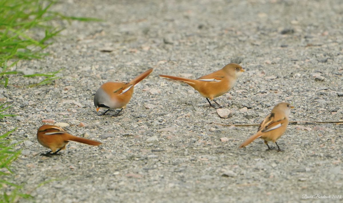 daveborderick's tweet photo. Flock of Bearded Tit getting grit from Sharemarsh Track at SWT Carlton Marshes, Lowestoft this morning @SWTCarltonMarsh @SWTSiteManager @SWTWaveney @suffolkwildlife @coastalwarden @LowestoftLizard @SuffolkBirdGrp https://t.co/6ZGumGAi8F
